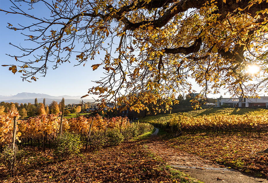 Mariazell Sursee