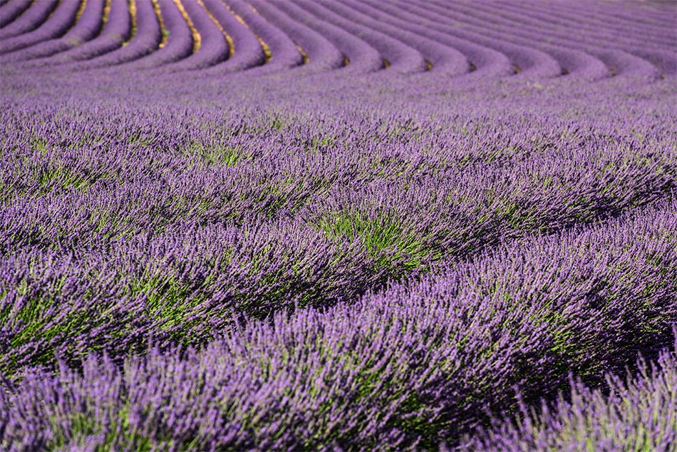 Provence zur Lavendelblüte