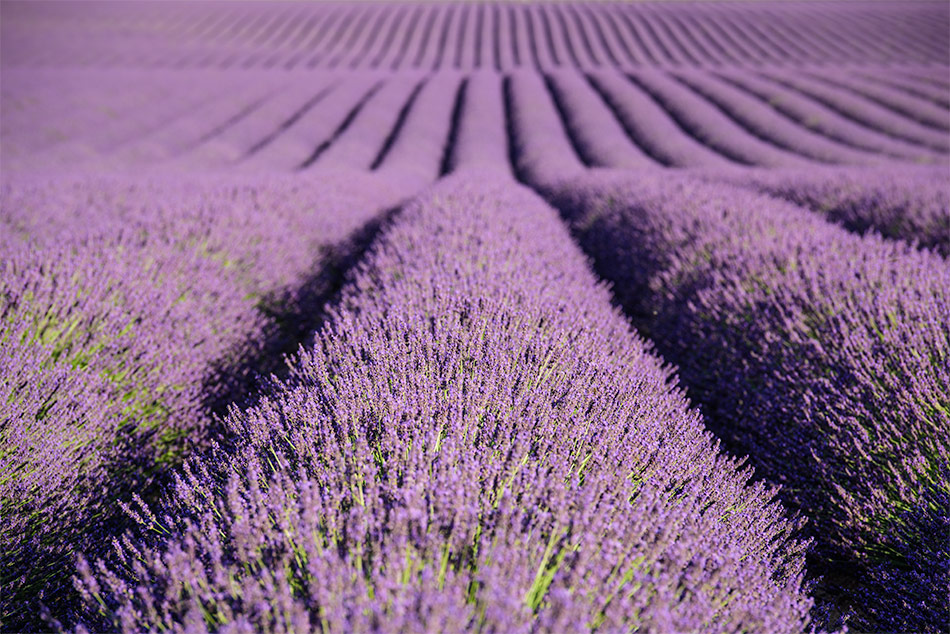 Provence zur Lavendelblüte