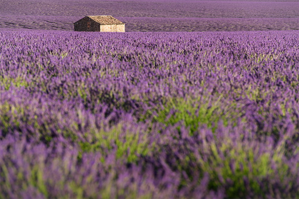 Provence zur Lavendelblüte