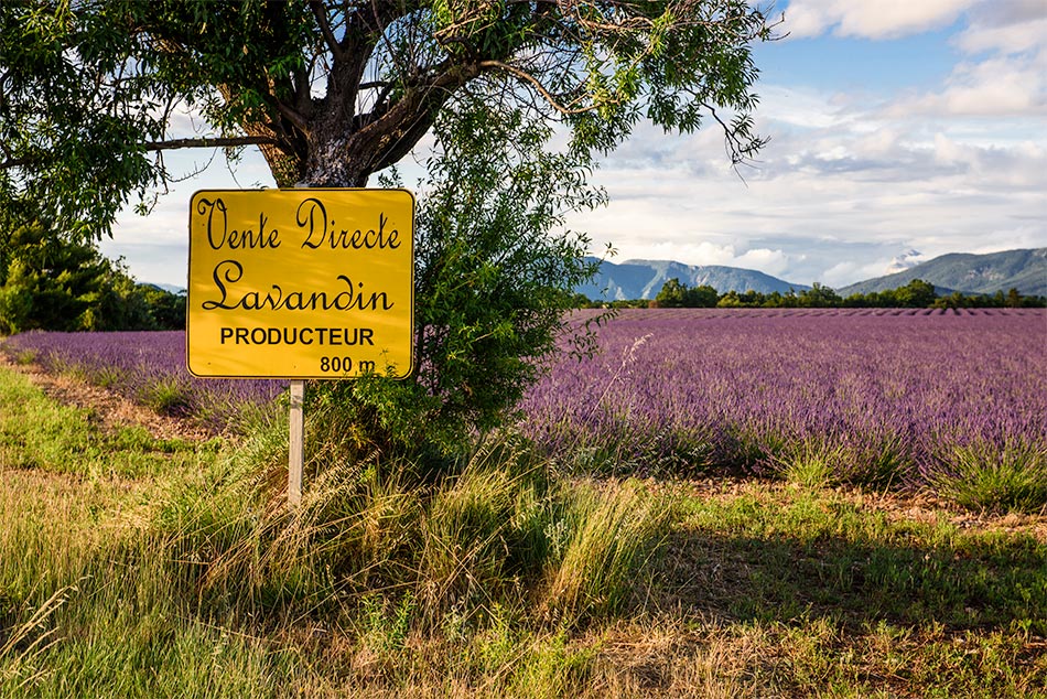 Provence zur Lavendelblüte