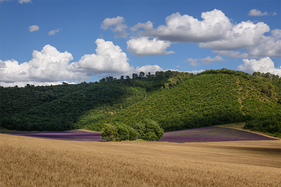 Provence zur Lavendelblüte