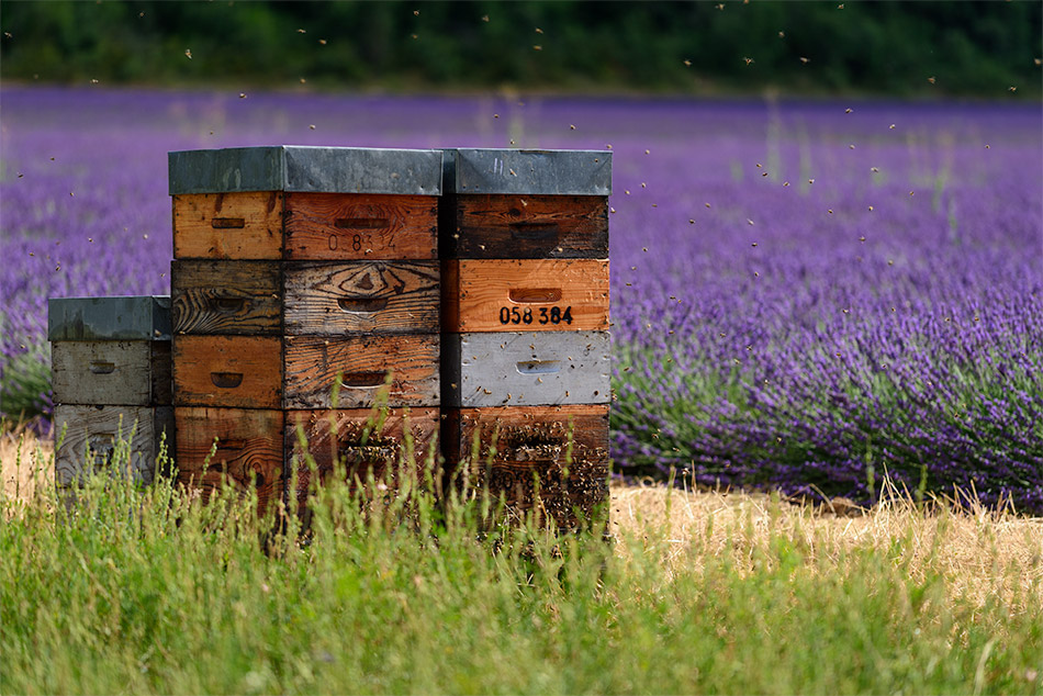 Provence zur Lavendelblüte