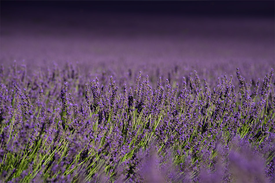 Provence zur Lavendelblüte