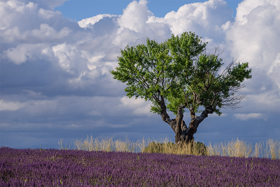 Provence zur Lavendelblüte