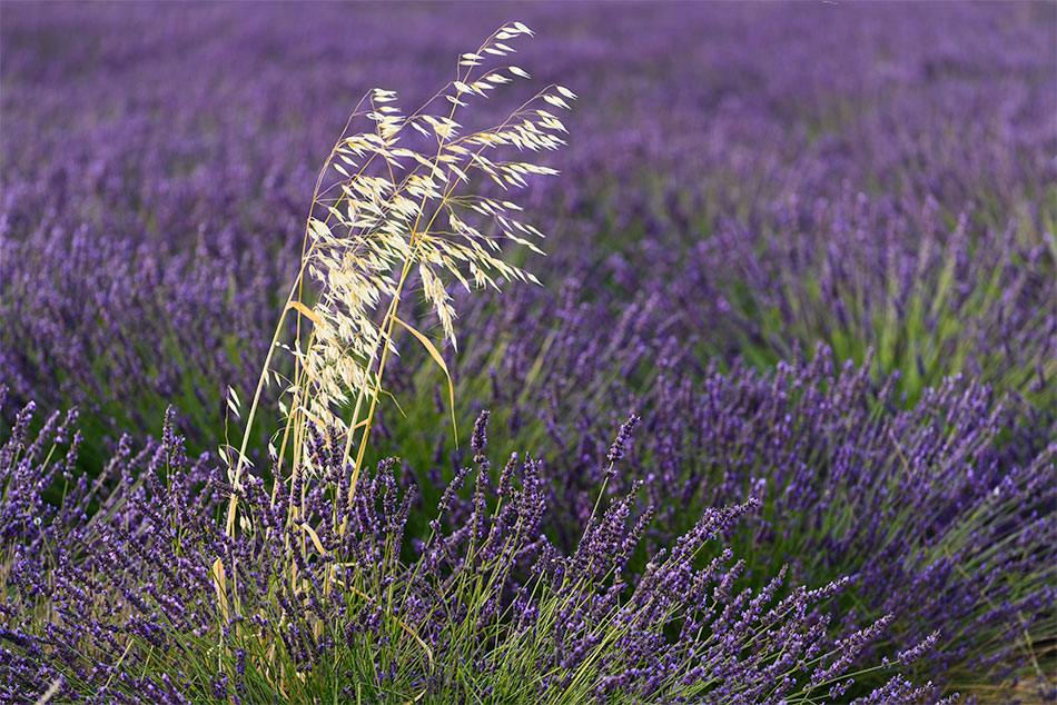 Provence zur Lavendelblüte