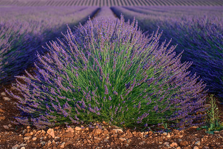 Provence zur Lavendelblüte