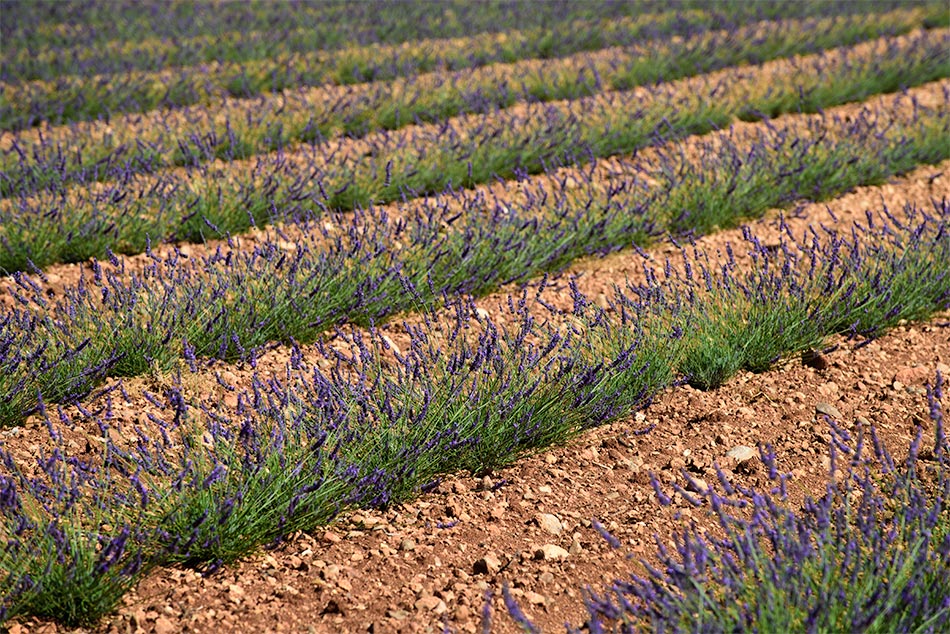 Provence zur Lavendelblüte