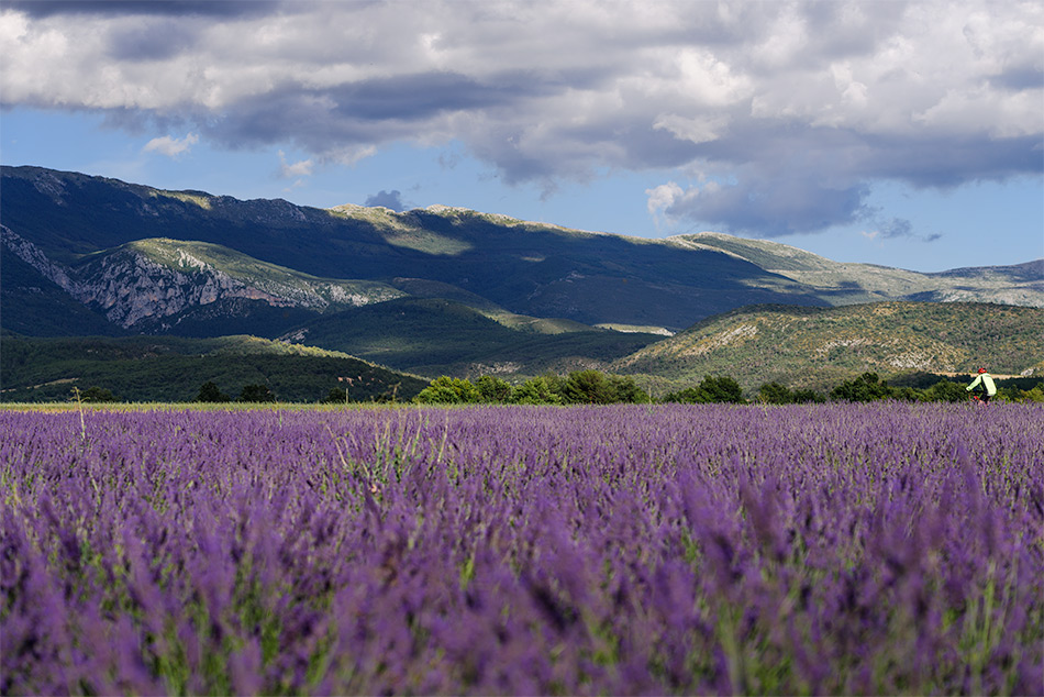 Provence zur Lavendelblüte