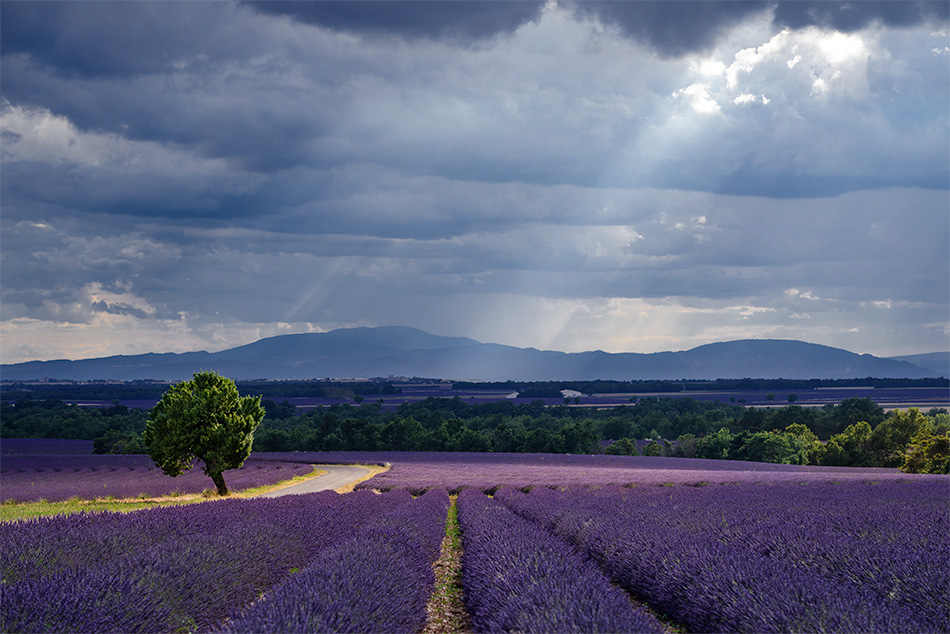 Provence zur Lavendelblüte