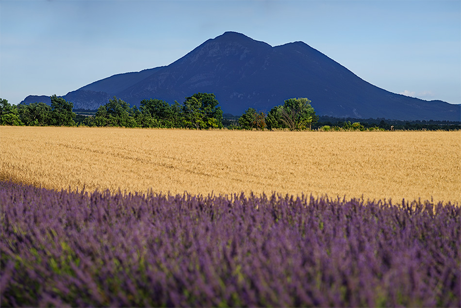 Provence zur Lavendelblüte