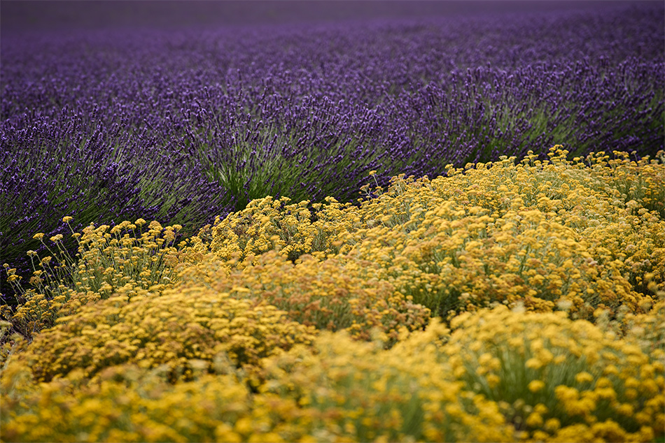 Provence zur Lavendelblüte