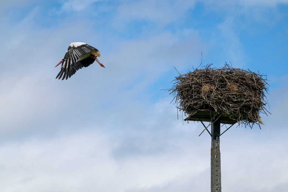 Jakobsweg Camino del Norte